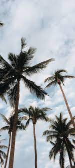 Pin By Alex On Palmy Palm Tree Photography Palm Trees Wallpaper Pretty Wallpapers