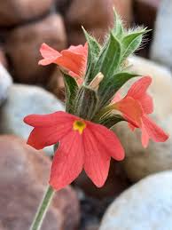 Image result for Crossandra greenstockii