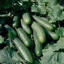 Zucchini do not take long to grow after you plant the seeds in the ground. Gurkensamen Online Kaufen Bei Gartner Potschke
