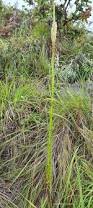 Image result for Hebenstretia angolensis