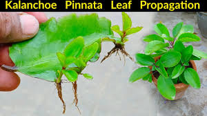 Image result for Kalanchoe pinnata