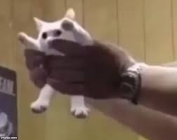 Wholesome Or Cursed Imgflip To continue publishing, please remove it or upload a different image. wholesome or cursed imgflip