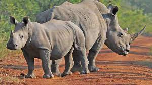 For example, given a spoken command Asian Consumers Criminal Gangs Drive Rhino Poaching In Africa