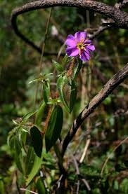 Image result for Antherotoma senegambiensis