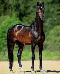 Black And Brown Horse Pin By Gina Eikenberry Wray On Caballos Horses Beautiful Horses Akhal Teke Horses