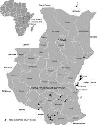 Image result for Phyllanthus pseudoniruri