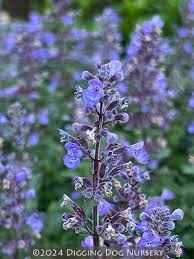 Image result for Nepeta × faassenii