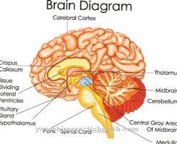 Terdapat juga kesan patah pada tulang selangka kiri dan tulang lengan selain jangkitan kuman pada selaput otak dan otak bengkak, katanya dalam satu kenyataan di alor setar hari ini. Edema Otak Punca Gejala Rawatan Penyakit