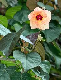 Image result for Hibiscus tiliaceus