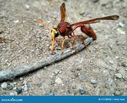 红蜂土或木库存照片. 图片包括有昆虫, 红色, 土壤, 木头, 黄蜂- 171189920