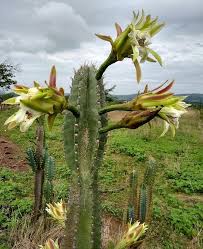 Image result for Cereus jamacaru
