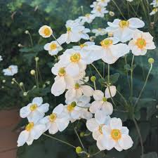 Image result for Halopegia