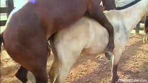 Stallion fucking the female horse drives the zoo lover horny