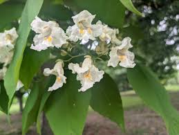 Image result for Catalpa