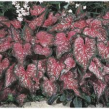2 5 Quart Insignificant Lance Whorton Caladium L21477 Lowes Com Caladium Quart Perennials