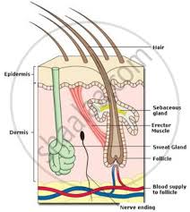 Human skin, in human anatomy, the covering, or integument, of the body's surface that both provides protection and receives sensory stimuli from the external environment. Draw A Labelled Diagram Of The Generalized Vertical Section Of The Mammalian Skin Biology Shaalaa Com