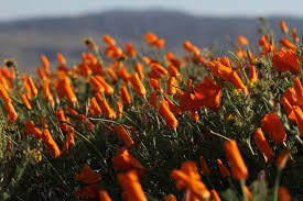 Check spelling or type a new query. Best Time To See Poppy Season In The Antelope Valley California 2021