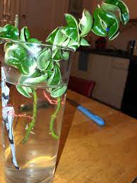 It has attractive waxy foliage and produces sweetly scented flowers. Hoya Carnosa Compacta Propagating At 2 1 2 Weeks Plants