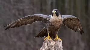 Which Is The Fastest Flying Bird Quora