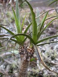 Image result for Xerophyta scabrida