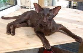 Cattylicious Com Oriental Shorthair Cats Oriental Cat Breeds Pretty Cats