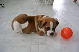 english bulldog puggle mix for sale goldenacresdogs com