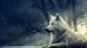 Check spelling or type a new query. Wolf Wallpaper 4k For Mobile 1440x2560 Wallpaper Teahub Io