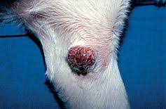 Image result for mastocytoma in dogs