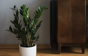 Maybe you would like to learn more about one of these? Zz Plant Indoor Foliage Air Purifying Plant Details And Care Tips Gardening Tips Plants Care Plants Details