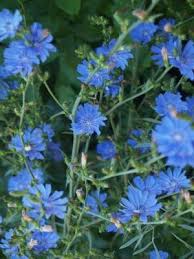 Image result for Cichorium