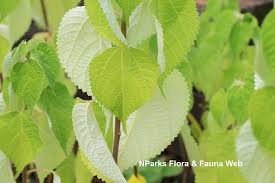 Image result for Boehmeria nivea