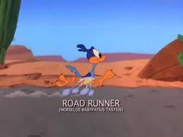 Looney Tunes Baby Road Runner By Sarahdragon On Deviantart