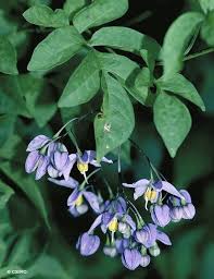 Image result for Solanum seaforthianum