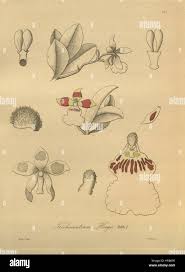 Image result for Centrostigma occultans