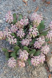 Image result for Ledebouria cordifolia