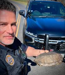 Sometimes slowing down really can save lives. Officer Duer was patrolling  at Meadowmere this morning when he saw this happy creature crossing the  road. Officer Duer assisted the journey to make sure