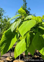 Image result for Catalpa