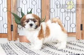 We invest a lot of time, effort and passion in our little ones. Togan Awesome Male Aca Shih Tzu Puppy Shih Tzu Puppy For Sale In Naples Fl Happy Valentines Day Happyvalentinesday2016i