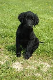 Maybe you would like to learn more about one of these? Flatcoated Retriever Flat Coated Retriever Puppies Retriever Puppy