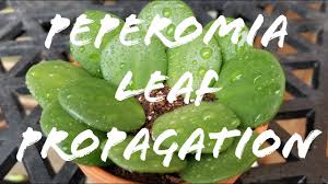Leaf cuttings, stem cuttings, or pieces of leaves. Peperomia Leaf Propagation Youtube