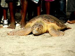 You can consult the menus and atmospheres offered by the restaurants. Kapverden Insel Boa Vista