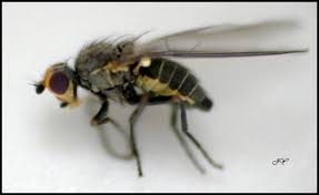 Image result for phytomyza gymnostoma