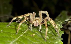 Paula cushing has been studying these strange animals for nearly 17 years, and says there is so little known about them, that anyone can discover. A Comprehensive Guide To The Spider Species Found In Ms Al La
