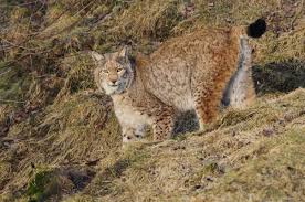 Ссылка на полный каталог lynx. Luchs Lynx Lynx Deutscher Jagdverband