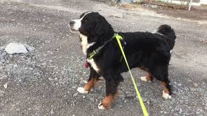 Manda The Bmd Telling Us To Go Home Bernese Mountain Dog Cute Dogs Dogs