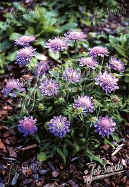 Image result for Scabiosa columbaria