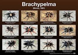 Tarantula Posters Brachypelma Genus Types Of Spiders