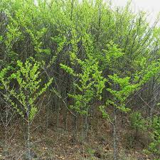 Image result for Afrocanthium mundianum