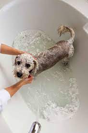 10 Clever Uses For Coffee Grounds Fleas On Puppies Flea Shampoo Flea Shampoo For Dogs