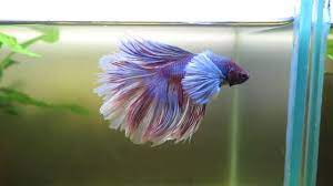 Hold C Mauve Ripple Dumbo Halfmoon Betta Male Youtube